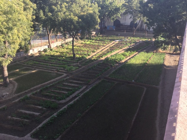 aerial view of 2015-2016 salad plantation 600